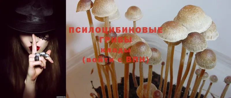 где купить   сайты даркнета состав  МЕГА зеркало  Псилоцибиновые грибы MAGIC MUSHROOMS  Жиздра 